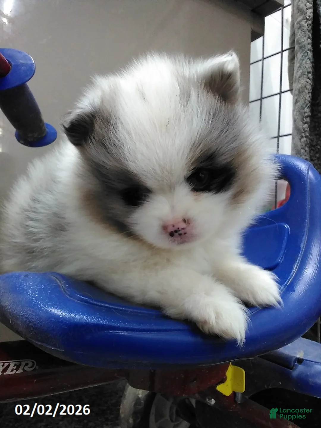 Pomeranian dogs for sale: Maize - Ad 3