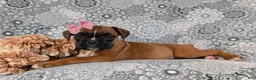 Boxer dogs for sale: Raina - Ad 5