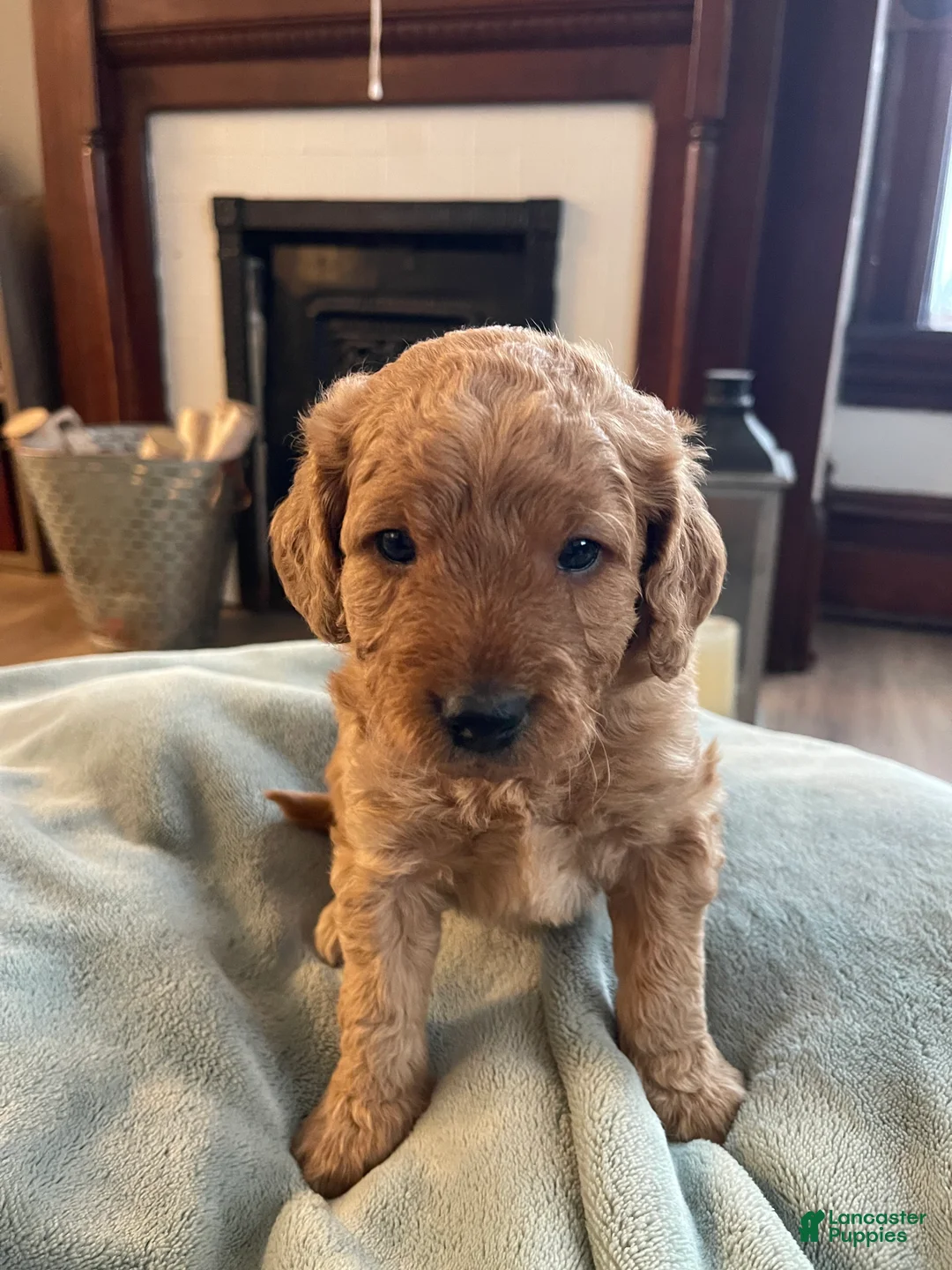 Mini Goldendoodle dogs for sale: Sven  - Ad 2