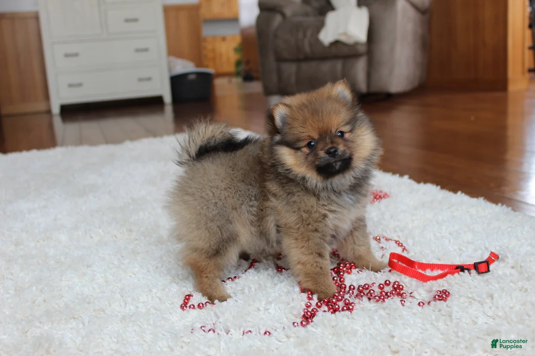Pomeranian dogs for sale: Lyle - Ad 7