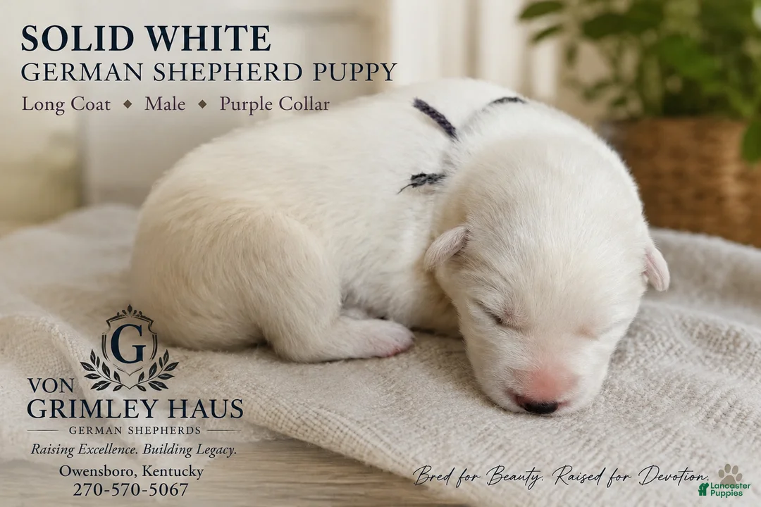 German Shepherd dogs for sale: purple - Ad 1