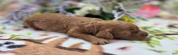 Cockapoo dogs for sale: Paris - Ad 3