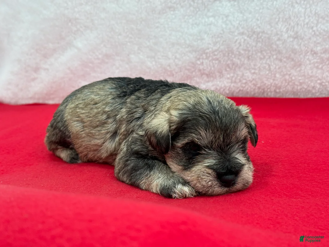 Miniature Schnauzer dogs for sale: Gypsy Male 3 - Ad 4