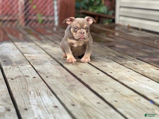 American Bully dogs - Ad 40