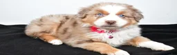 Miniature Australian Shepherd dogs for sale: River - Ad 8