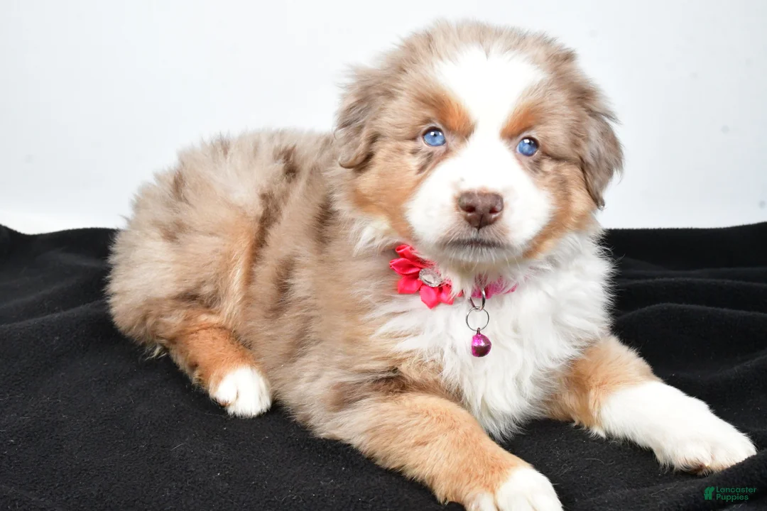 Miniature Australian Shepherd dogs for sale: River - Ad 8