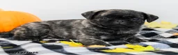 Pug dogs for sale: Pierce - Ad 3