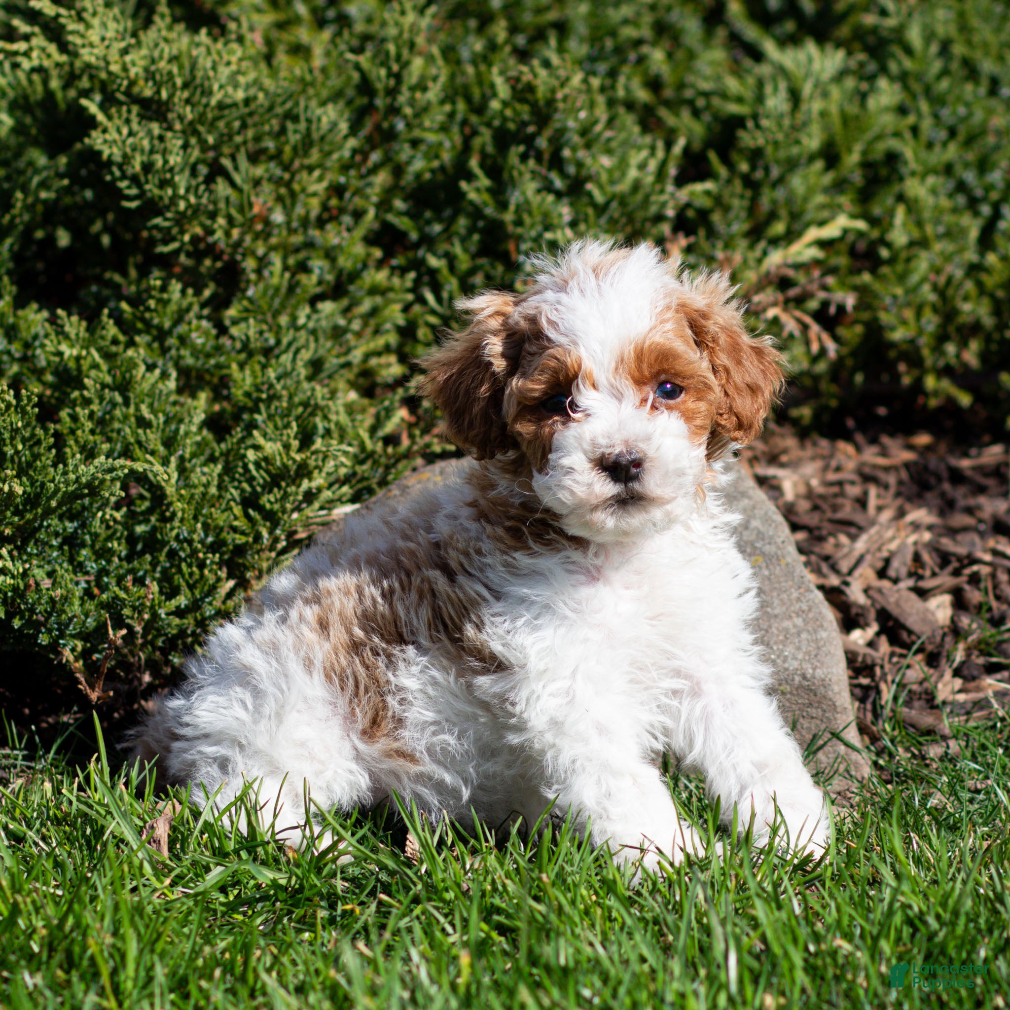 Miniature Poodle dogs Brody Miniature Poodle Puppy  - Ad 1