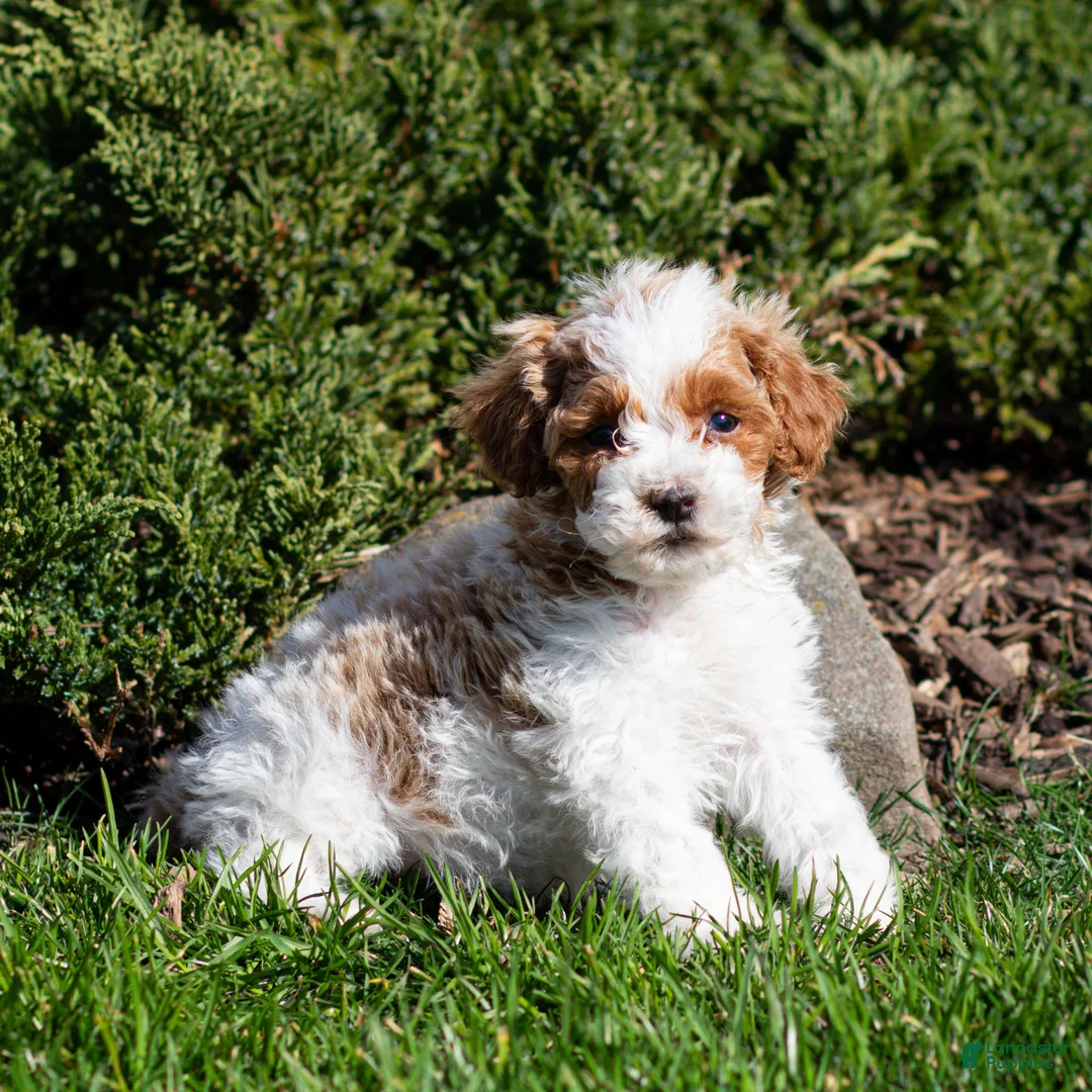 Miniature Poodle dogs for sale: Brody Miniature Poodle Puppy  - Ad 1