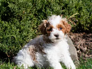 Miniature Poodle dogs for sale: Brody Miniature Poodle Puppy - Ad 3