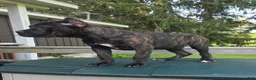 Cane Corso dogs for sale: Sadie - Ad 3