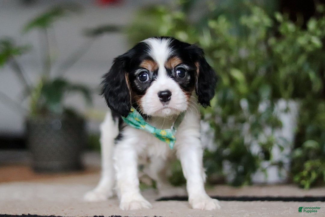 Cavalier King Charles Spaniel dogs for sale: Shawn - Ad 4