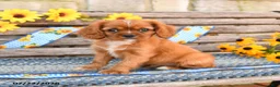Cavalier King Charles Spaniel dogs for sale: Tommy - Ad 3