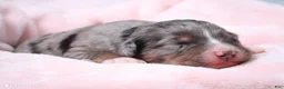 Mini Bernedoodle dogs for sale: Jacqui - Ad 4