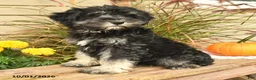 Miniature Schnauzer dogs for sale: Perlie - Ad 4