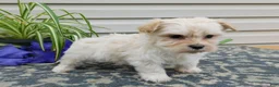 Mixed Breed dogs for sale: Keri - Ad 5
