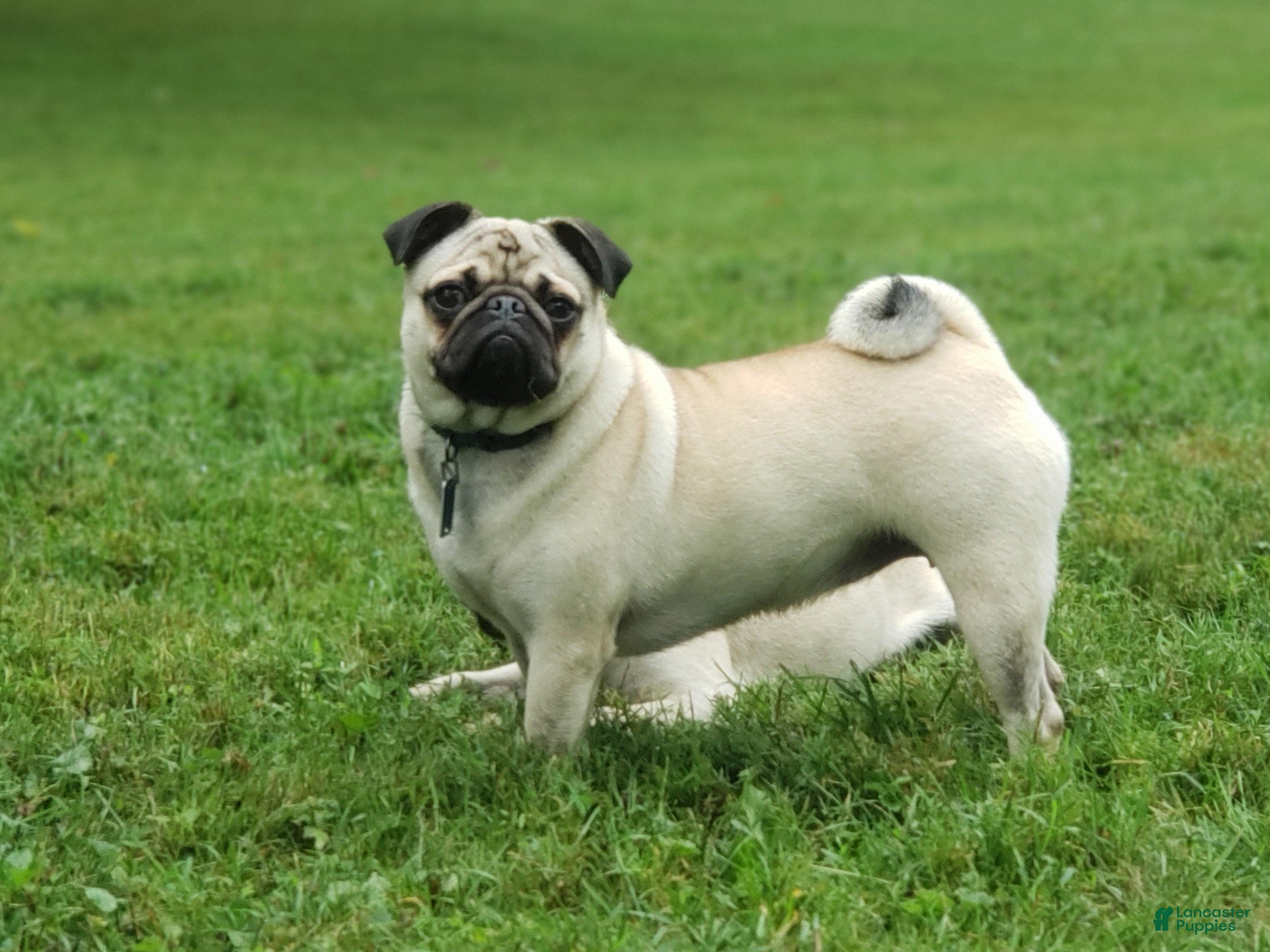 Pug dogs Hazel - Ad 2