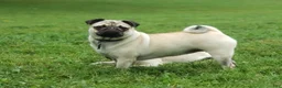 Pug dogs for sale: Daisy - Ad 5