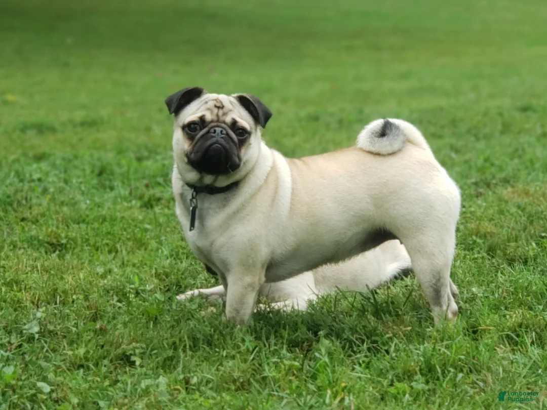Pug dogs for sale: Daisy - Ad 5