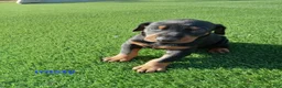 Doberman Pinscher dogs for sale: Misty - Ad 3
