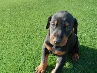 Doberman Pinscher dogs for sale: Misty - Ad 3