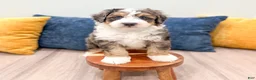 Mini Bernedoodle dogs for sale: Jackson - Ad 3