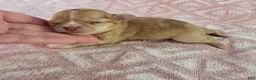 Chihuahua dogs for sale: AKC  Bianca - Ad 7