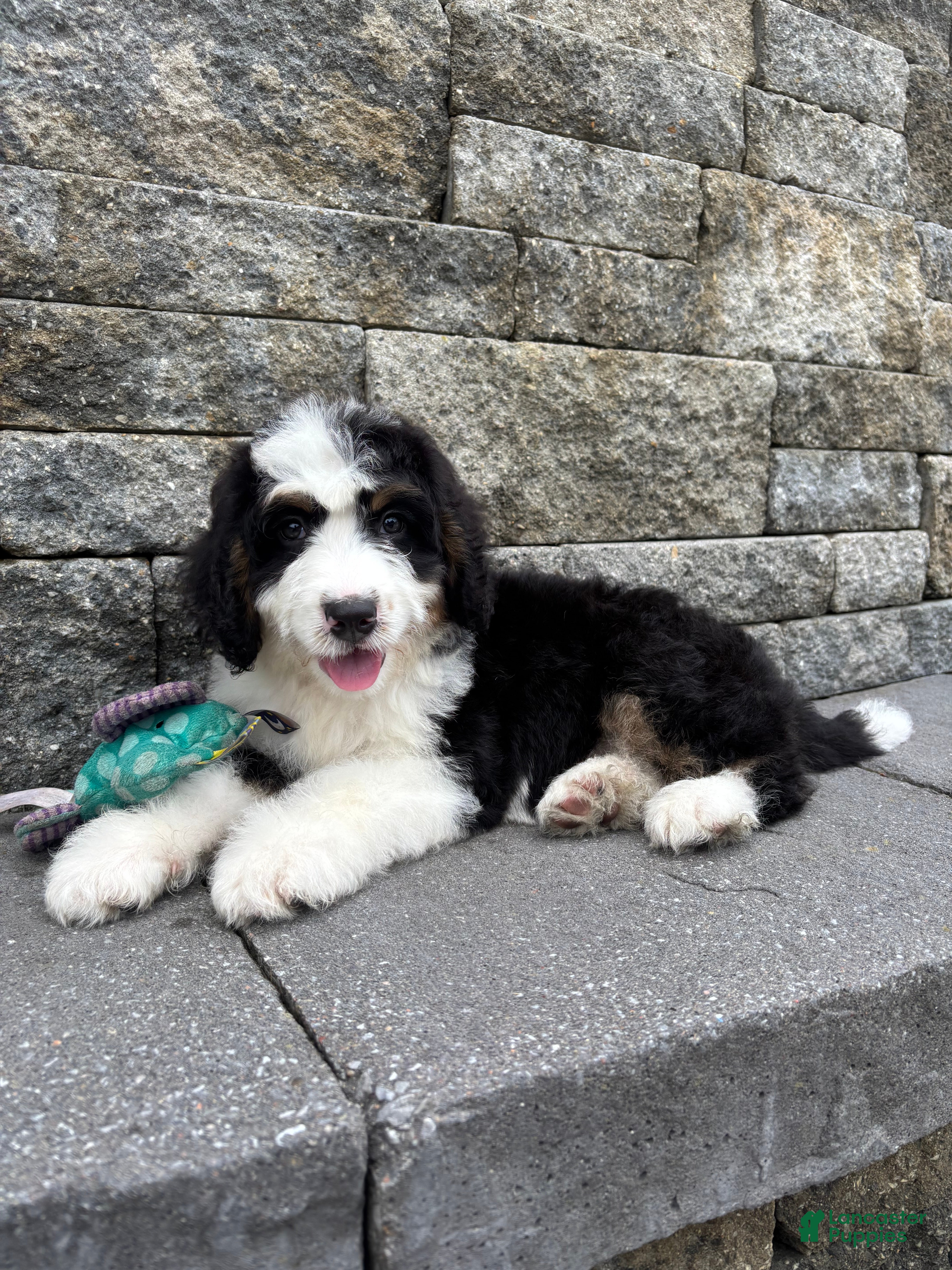 Bernedoodle dogs Sara  - Ad 2