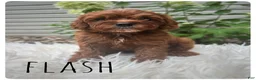 Cavapoo dogs for sale: Flash - Ad 3