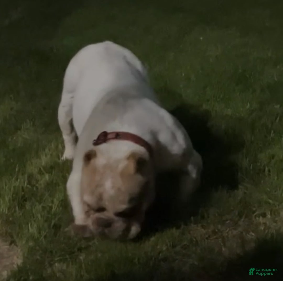 American Bully dogs for sale: Harley - Ad 1