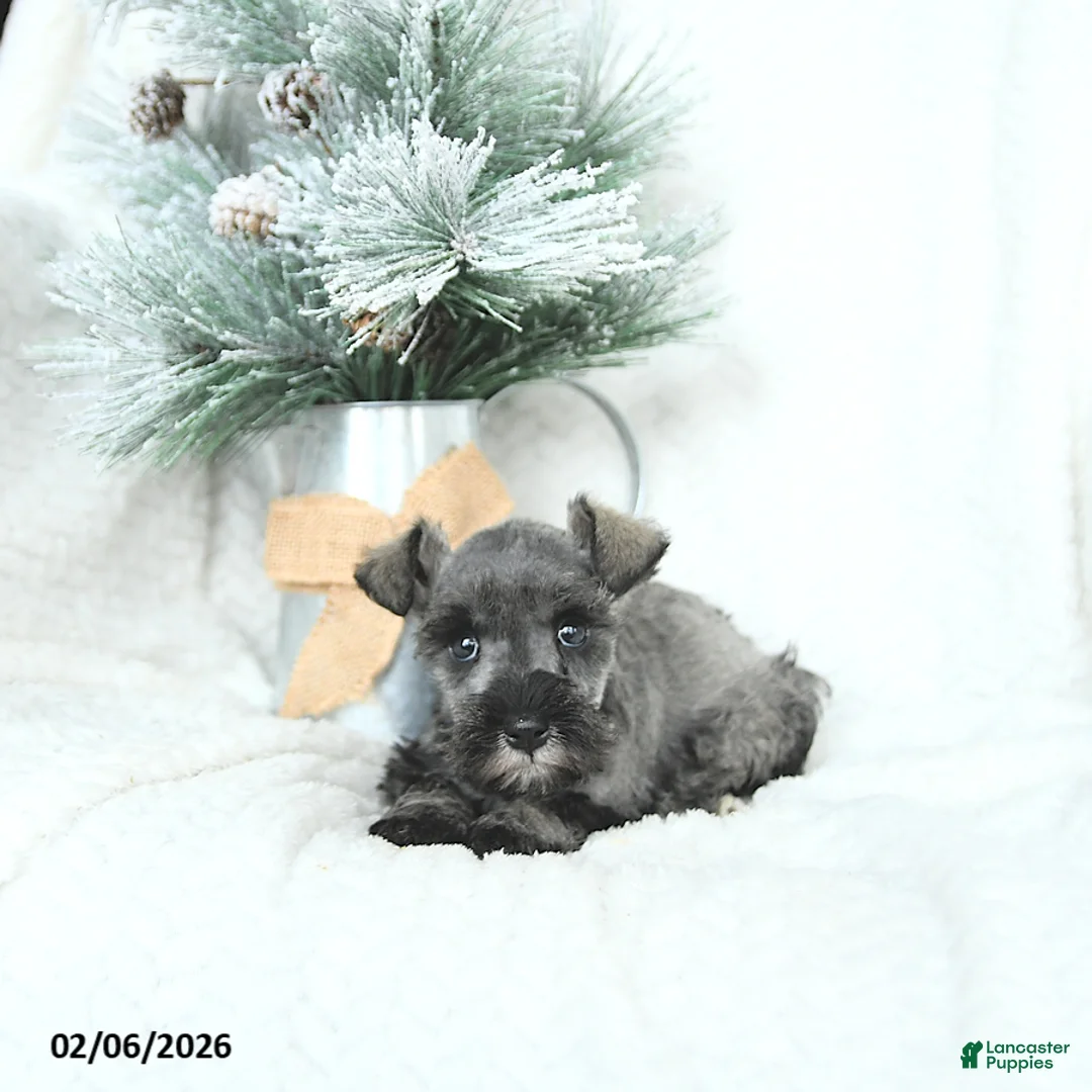 Miniature Schnauzer dogs for sale: Macy - Ad 5