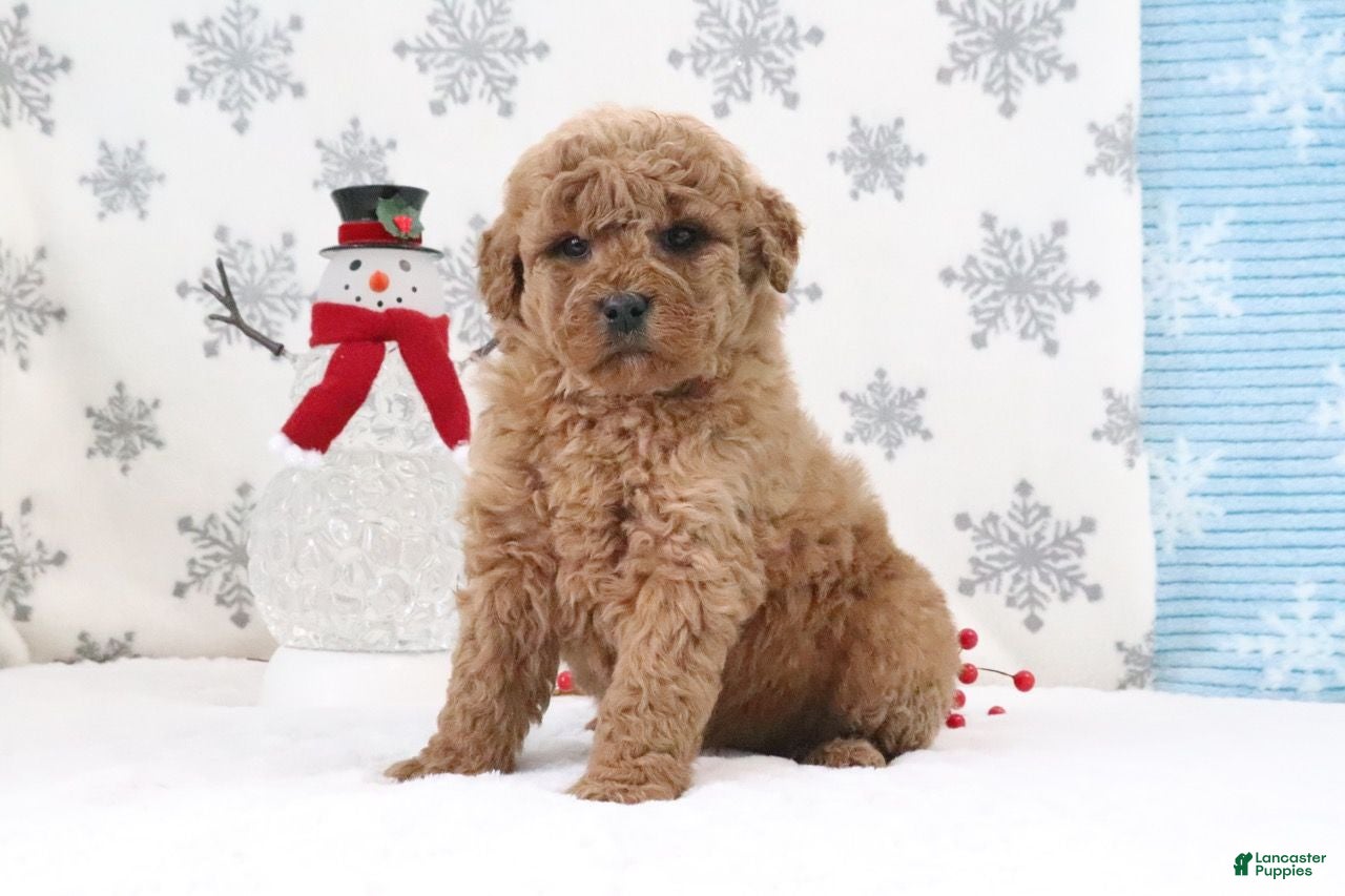 Mini Goldendoodle dogs Twila - Ad 38