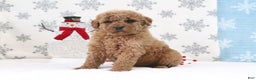 Mini Goldendoodle dogs for sale: Twila - Ad 1