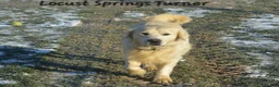 Golden Retriever dogs for sale: Finley  - Ad 8