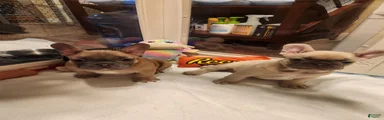 French Bulldog 3