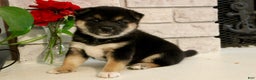 Shiba Inu dogs for sale: Shelby - Ad 11
