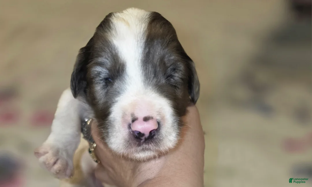 Sheepadoodle dogs for sale: Sheepadoodle 6 - Ad 4