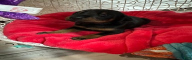 Doberman Pinscher Puppy 2