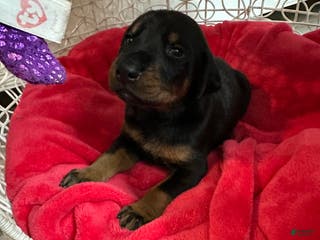 Doberman Pinscher dogs Doberman Pinscher Puppy 2 - Ad 41
