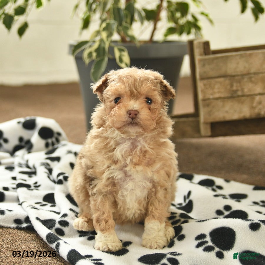 Toy Poodle dogs Velvet  - Ad 1