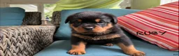 Rottweiler dogs for sale: Ruby - Ad 6