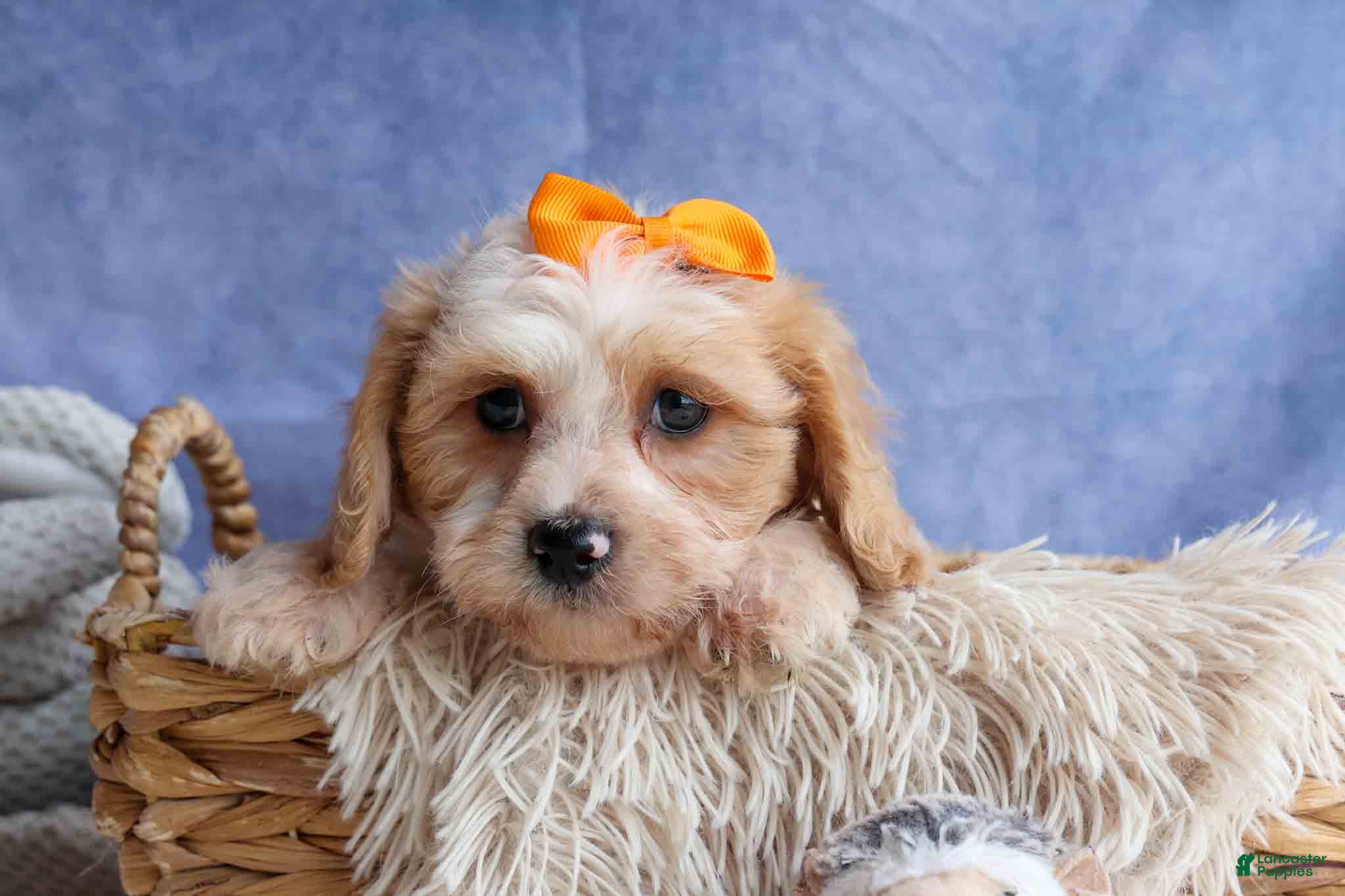 Cavachon dogs ROMEO - Ad 1