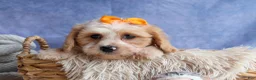 Cavachon dogs for sale: ROMEO - Ad 1
