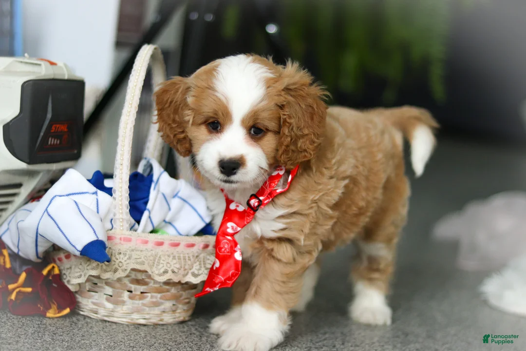 Cavapoo dogs for sale: Maverick - Ad 5