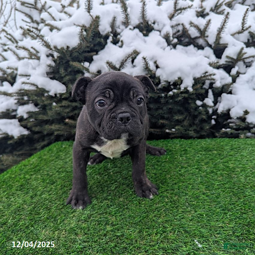 Frenchton dogs Bravo - Ad 40