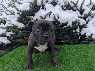 Frenchton dogs Bravo - Ad 21