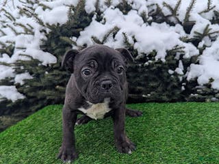 Frenchton dogs Bravo - Ad 18