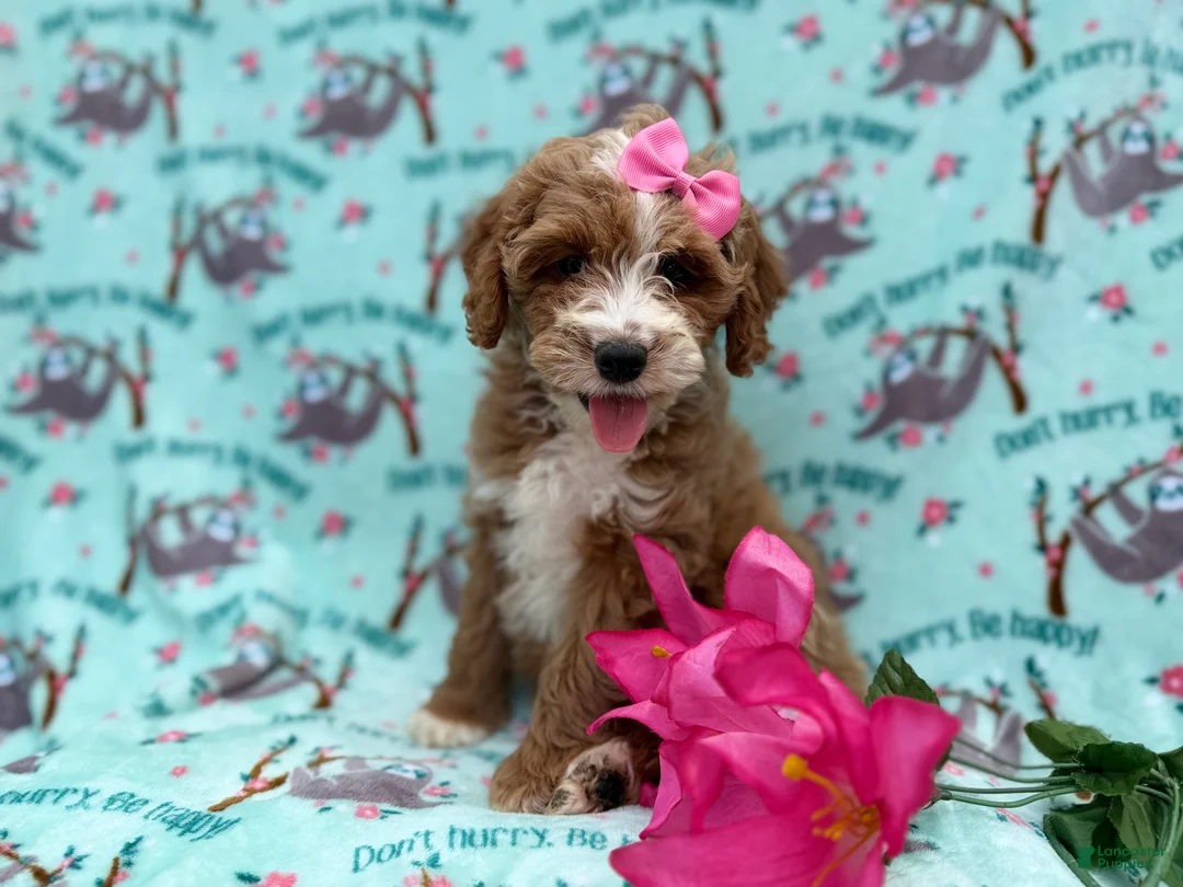 Cockapoo dogs for sale: Missy - Ad 3