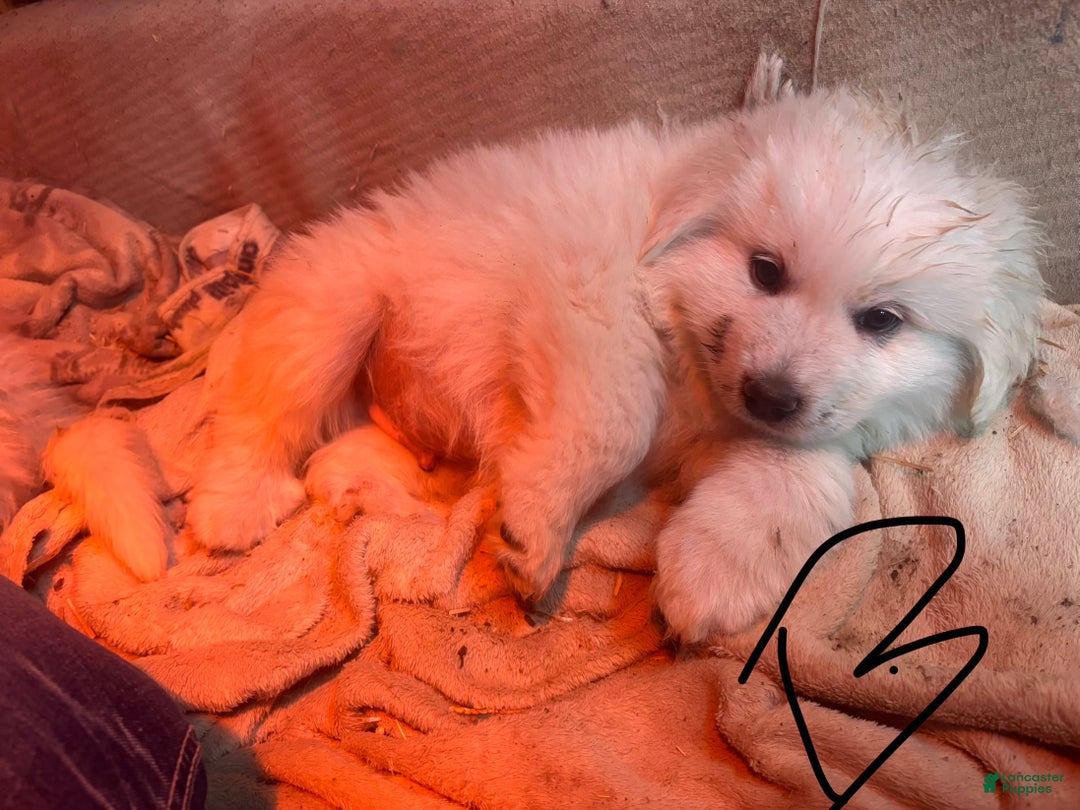 Great Pyrenees dogs for sale: Great Pyrenees Puppy 1 - Ad 2