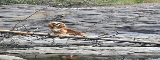 FAWN